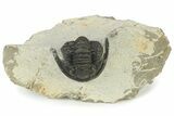 Bargain, Cornuproetus Trilobite Fossil - Morocco #229759-1